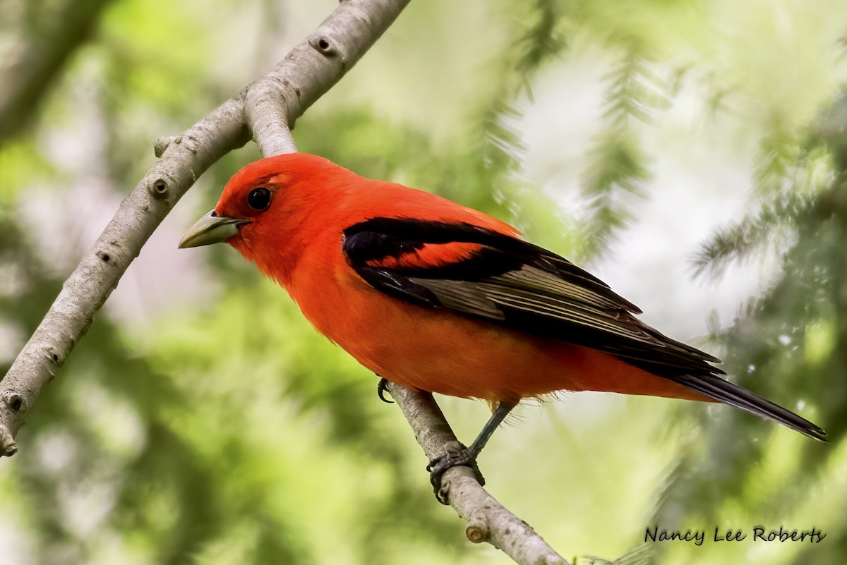 Scarlet Tanager - ML620610189