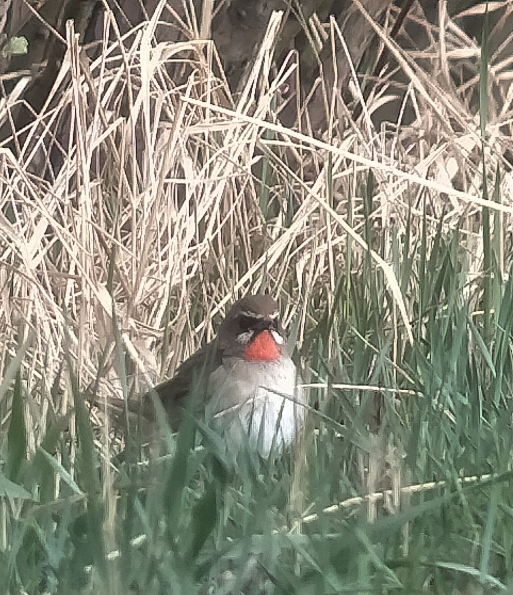 Siberian Rubythroat - ML620610190