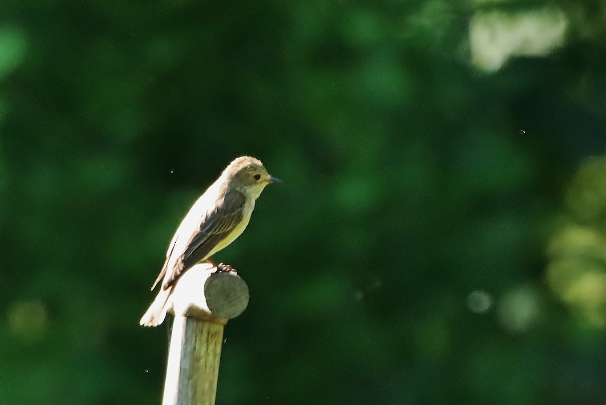 Icterine Warbler - ML620610192