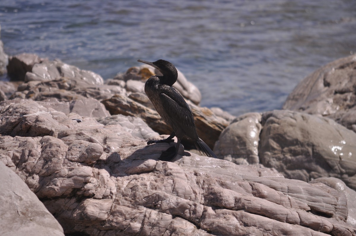 Cape Cormorant - ML620610194
