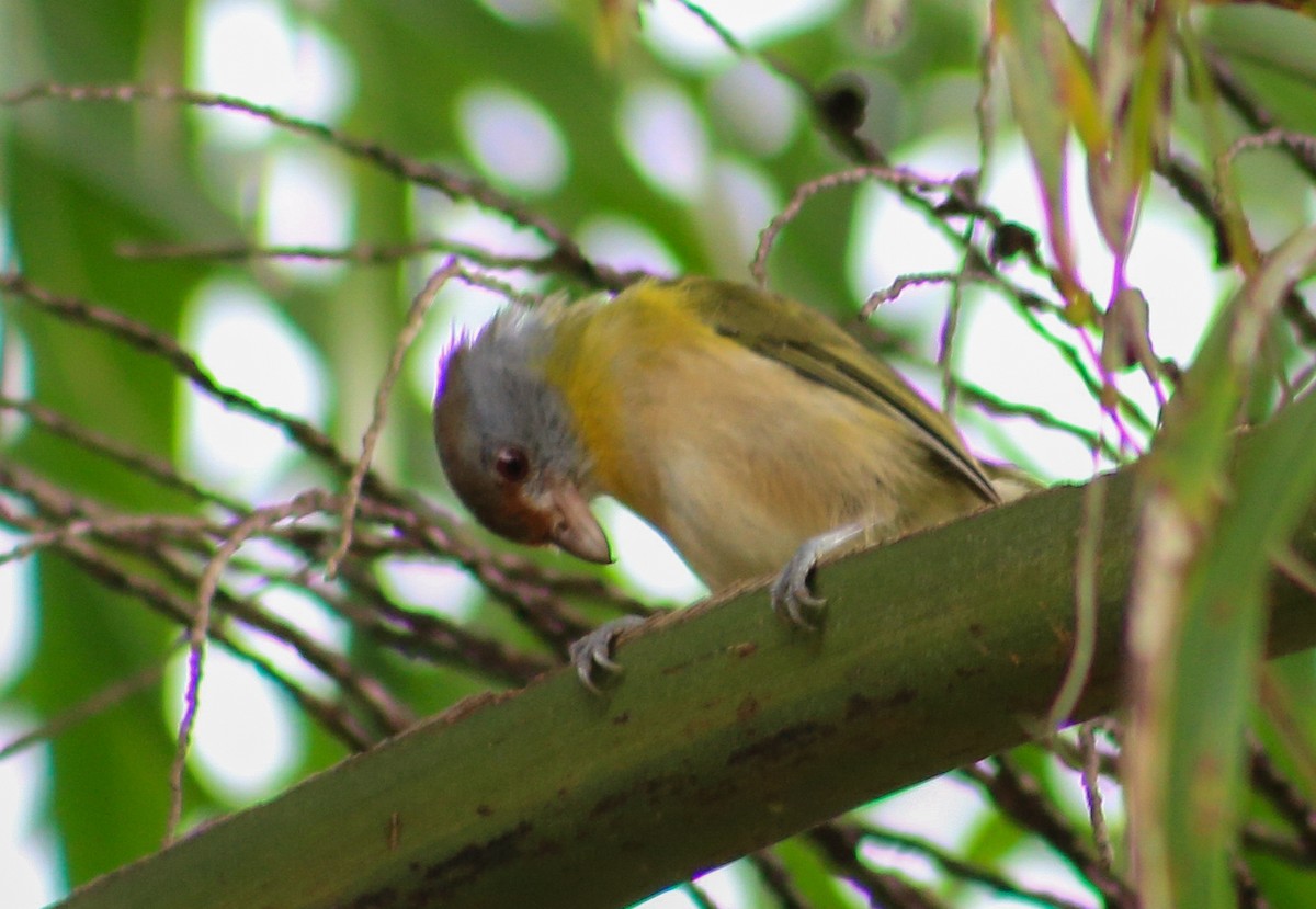 Kızıl Kaşlı Koca Vireo - ML620610199