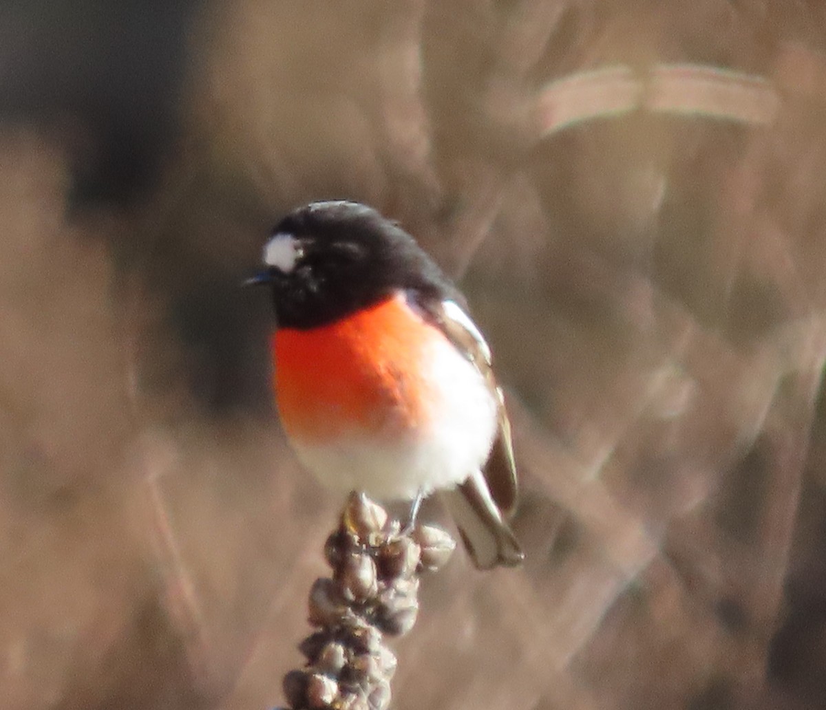 Scarlet Robin - ML620610200