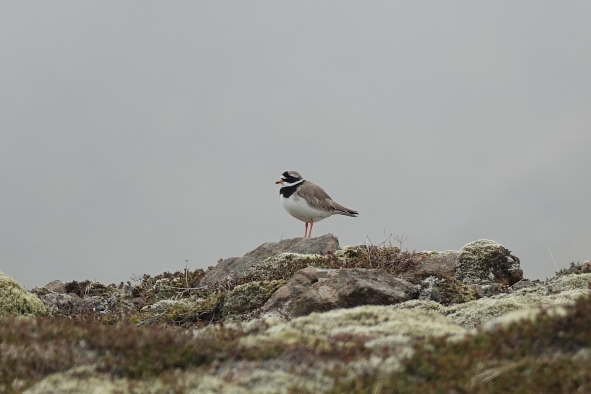 Common Ringed Plover - ML620610202