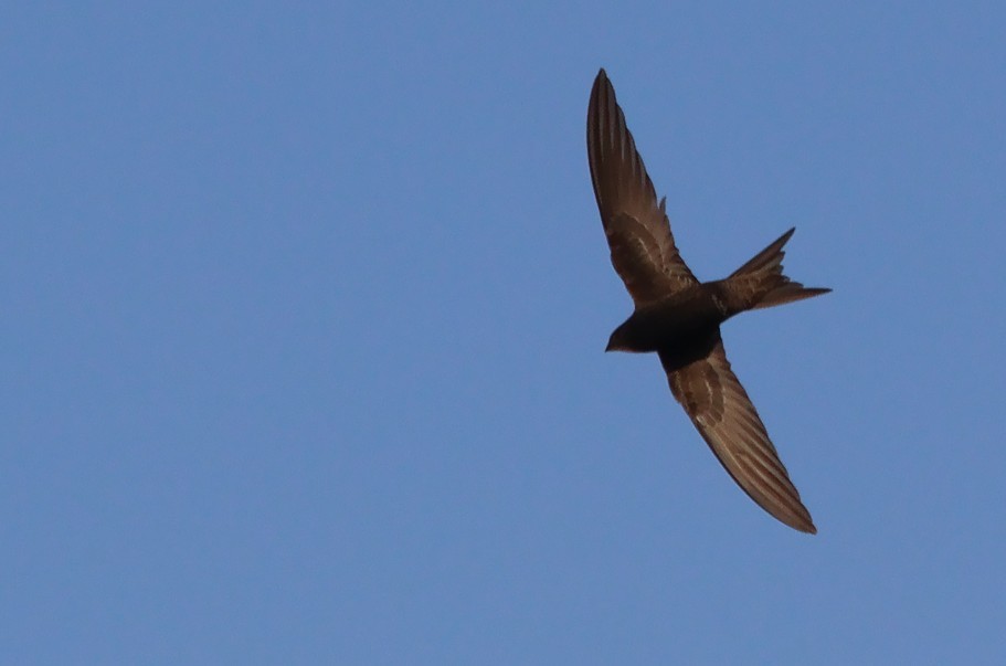 Common Swift - ML620610205