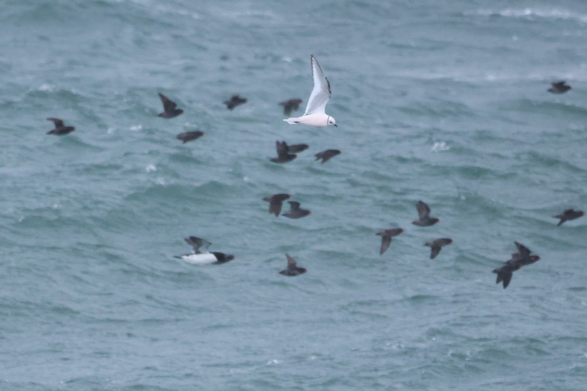 Ross's Gull - ML620610217