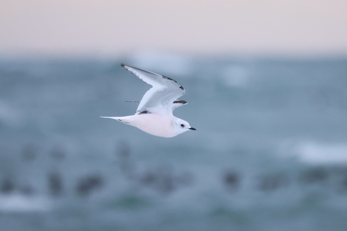 Ross's Gull - ML620610219