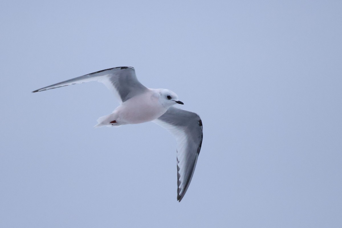 Ross's Gull - ML620610221