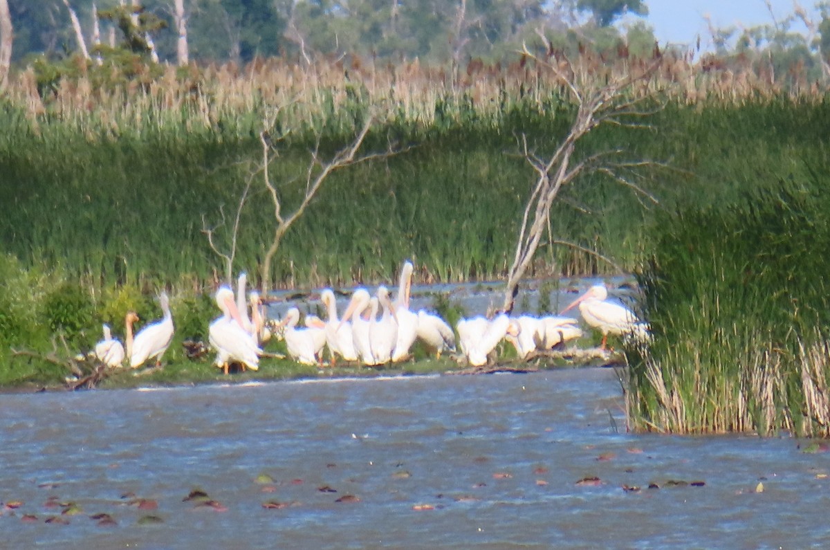 American White Pelican - David and  Dorothy