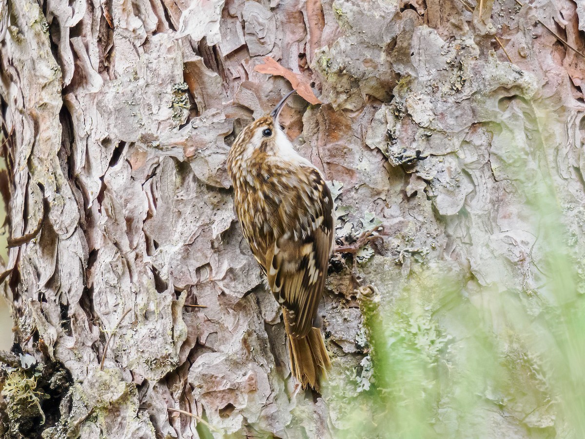 Short-toed Treecreeper - ML620610230