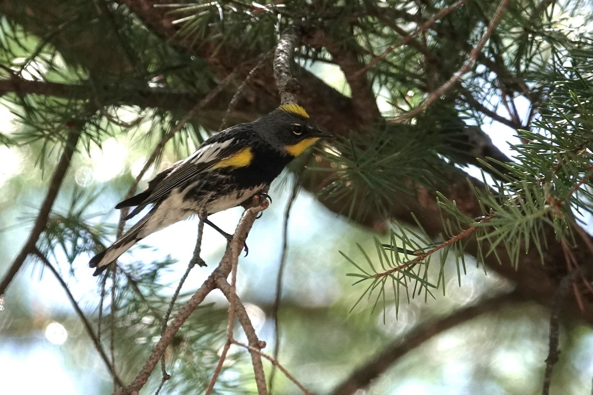 Yellow-rumped Warbler (Audubon's) - ML620610235