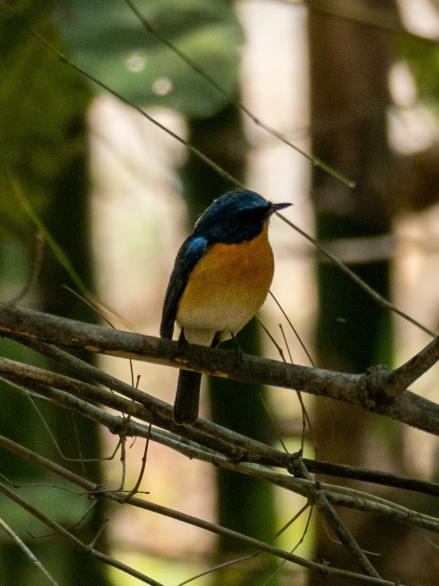 Tickell's Blue Flycatcher - ML620610240