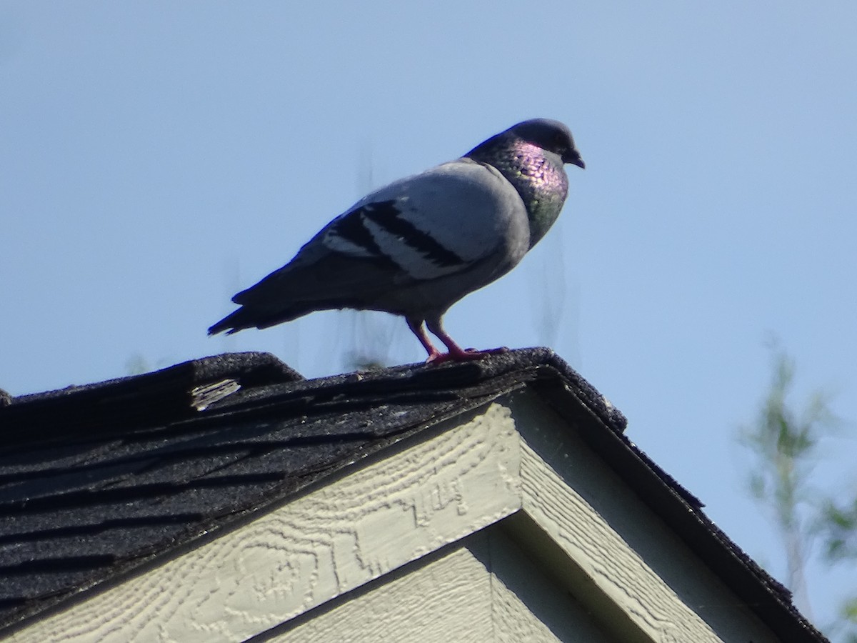 Pigeon biset (forme domestique) - ML620610242