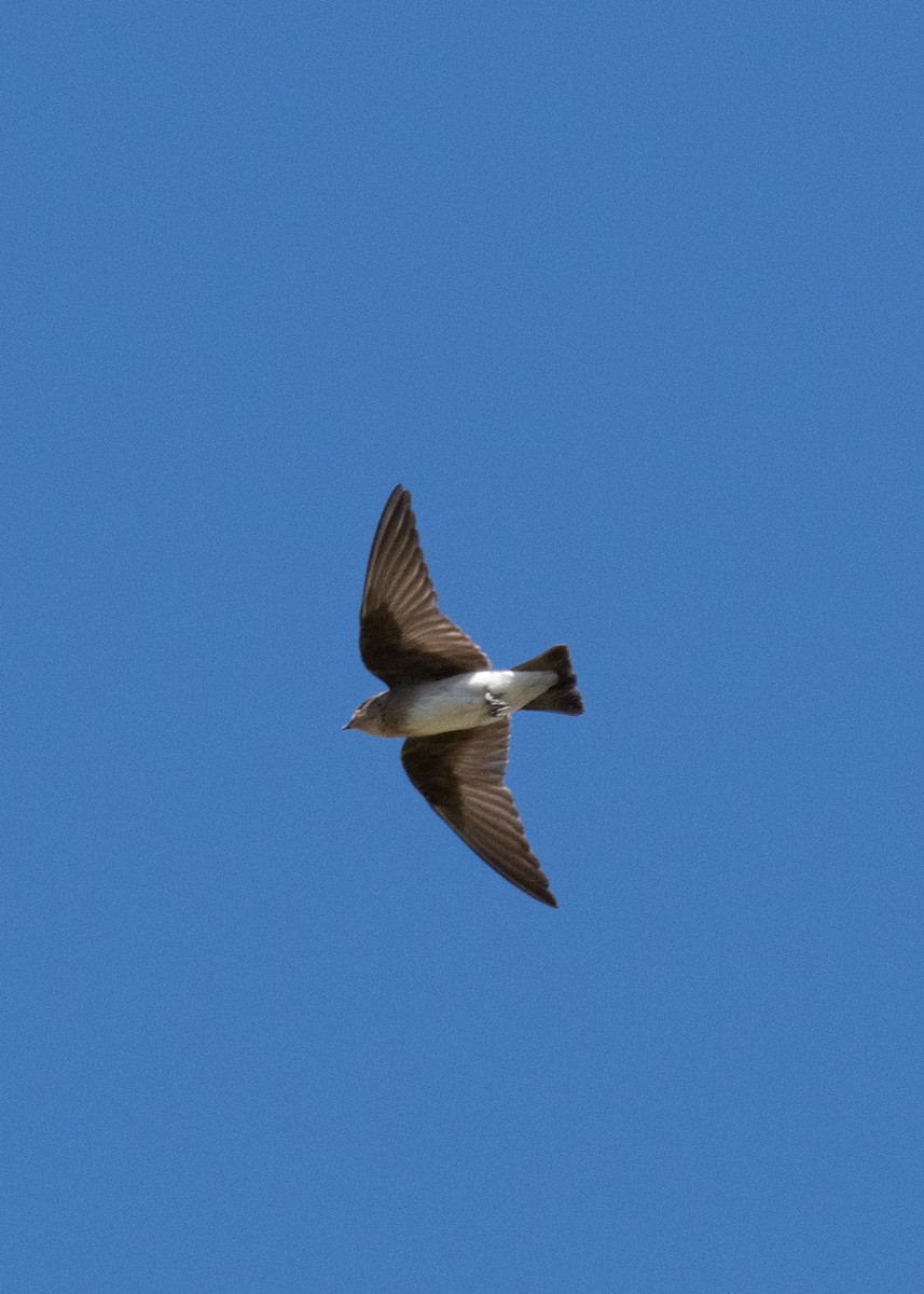 Northern Rough-winged Swallow - ML620610245