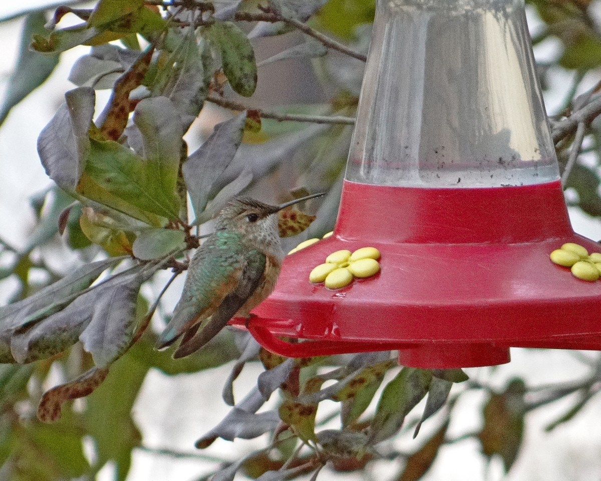 Rufous Hummingbird - ML620610246