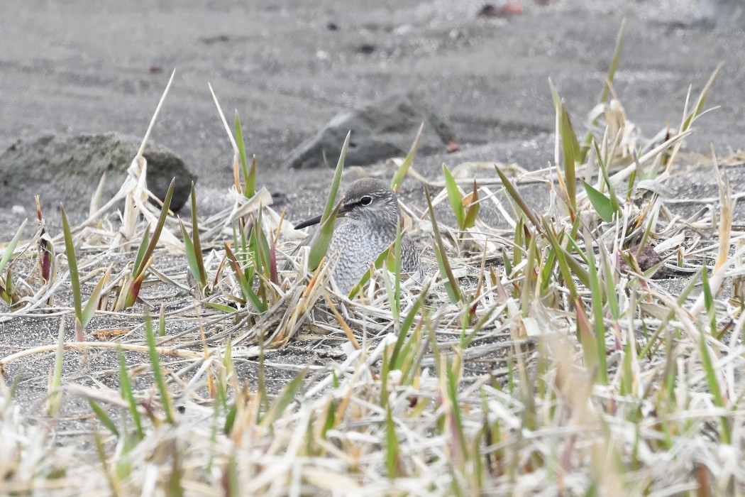 Gray-tailed Tattler - ML620610247