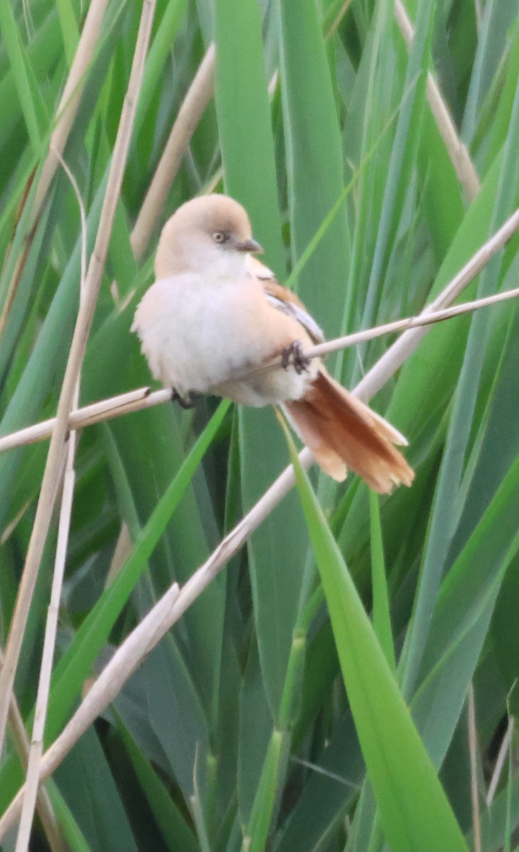 Bearded Reedling - ML620610254