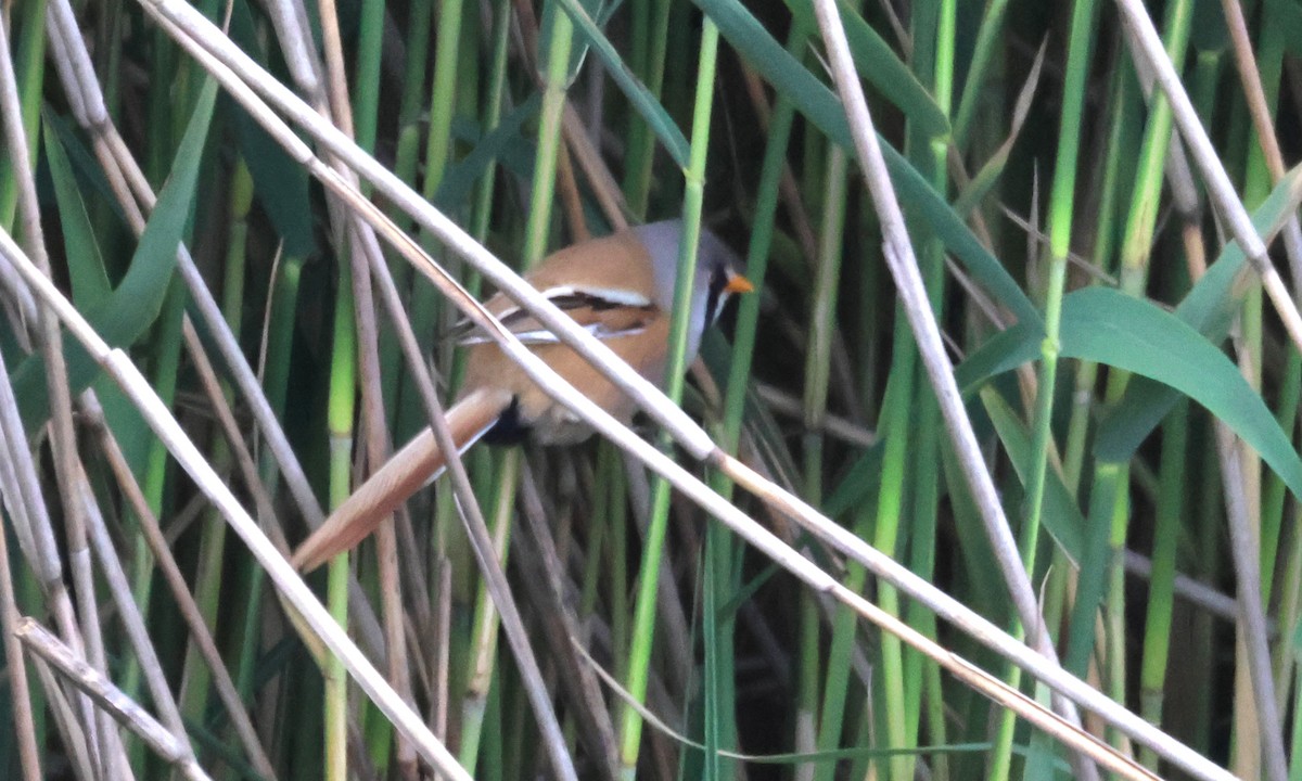 Bearded Reedling - ML620610256