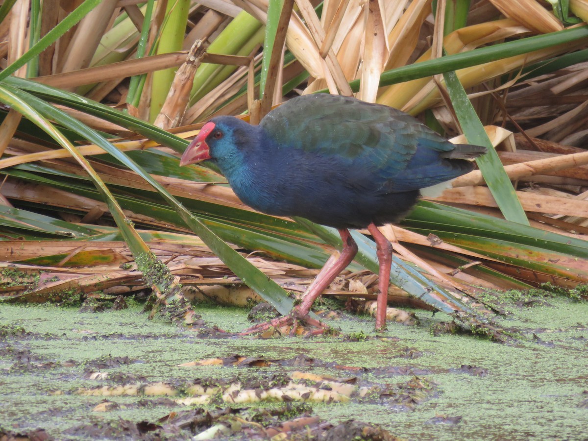 African Swamphen - ML620610259