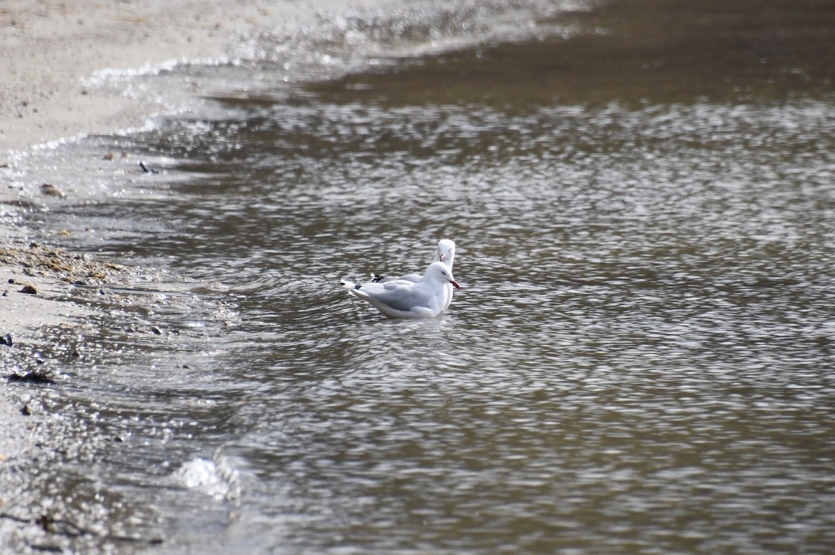 Gaviota Plateada - ML620610262