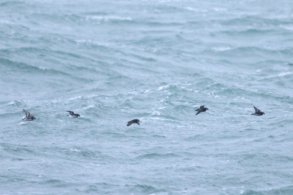 Least Auklet - ML620610264