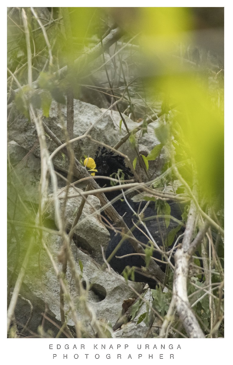 Great Curassow - ML620610266