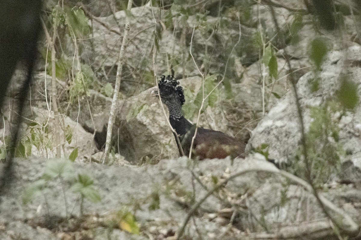 Great Curassow - ML620610270