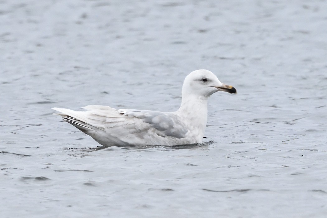 Gaviota de Bering - ML620610273