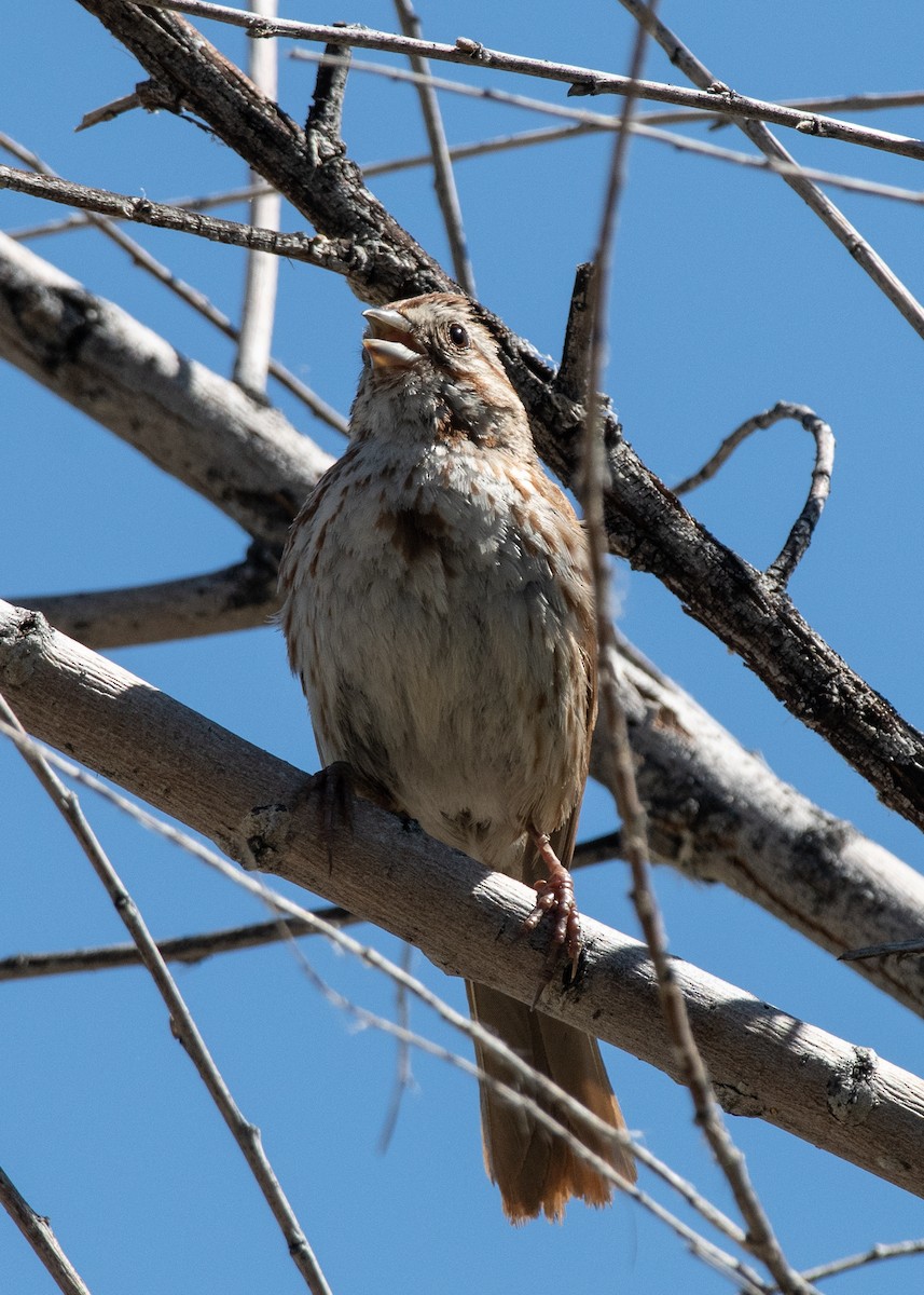 Song Sparrow - ML620610275