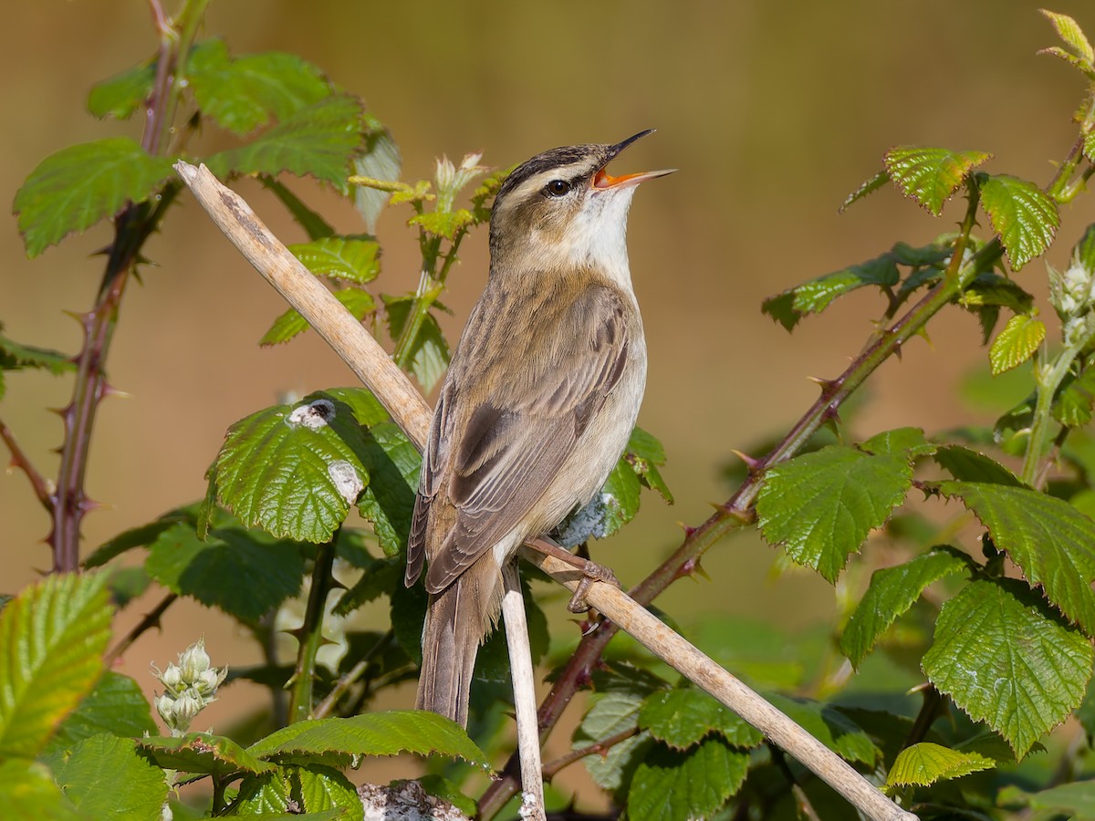 Sedge Warbler - Peter Kennerley