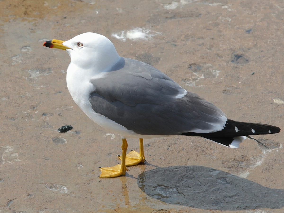 Gaviota Japonesa - ML620610279