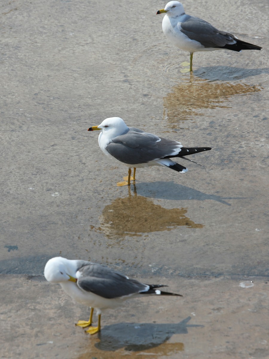 Black-tailed Gull - ML620610280