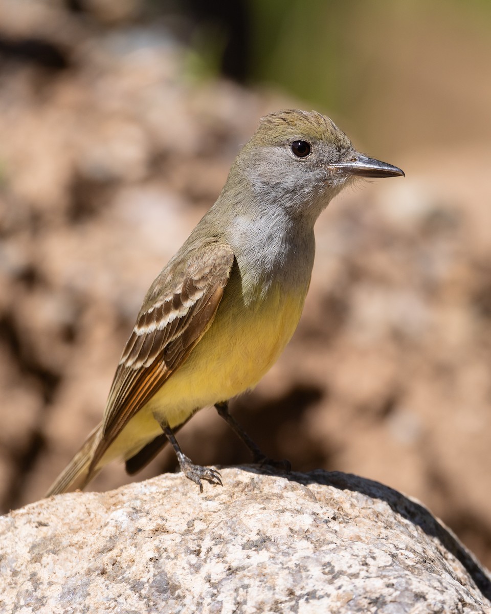 Great Crested Flycatcher - ML620610283