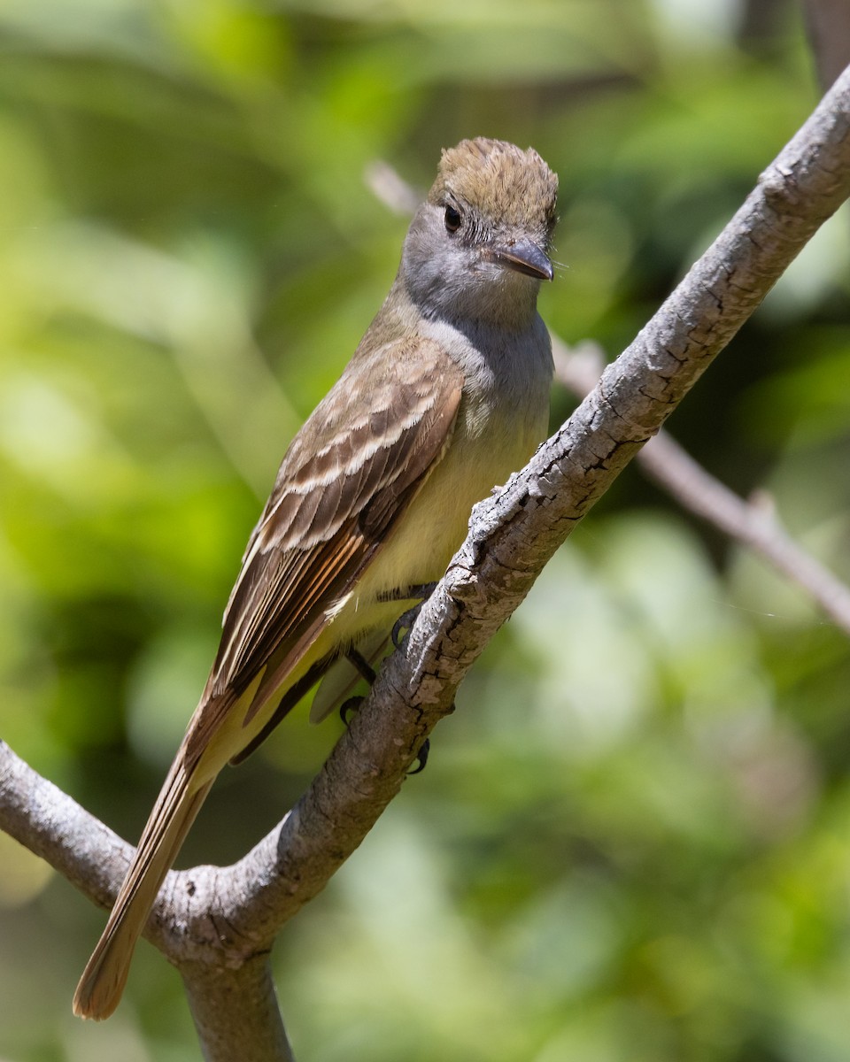 Great Crested Flycatcher - ML620610284