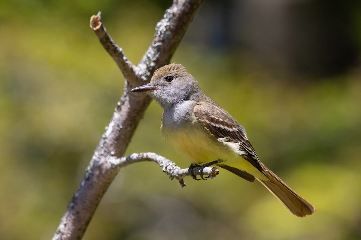 Great Crested Flycatcher - ML620610285