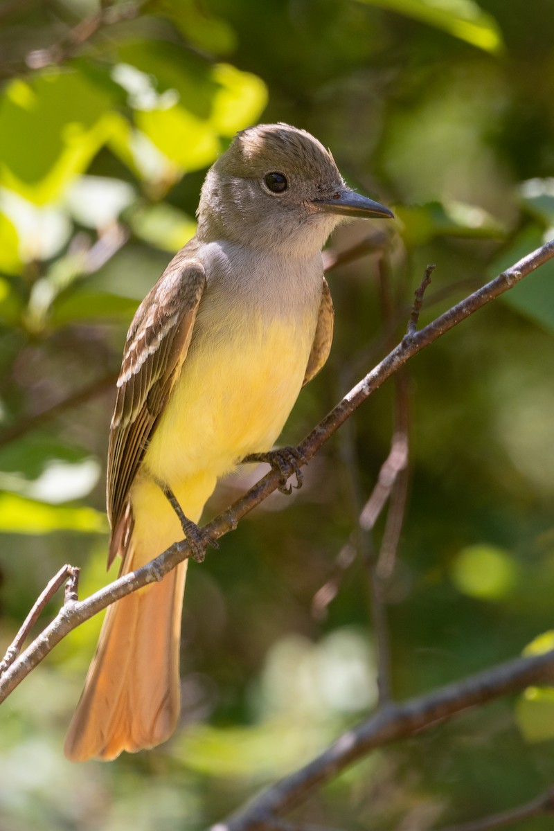 Great Crested Flycatcher - ML620610286