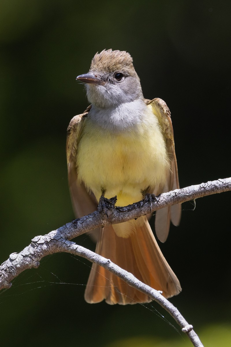 Great Crested Flycatcher - ML620610287