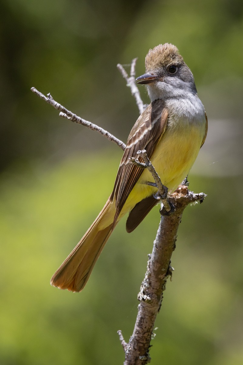 Great Crested Flycatcher - ML620610288