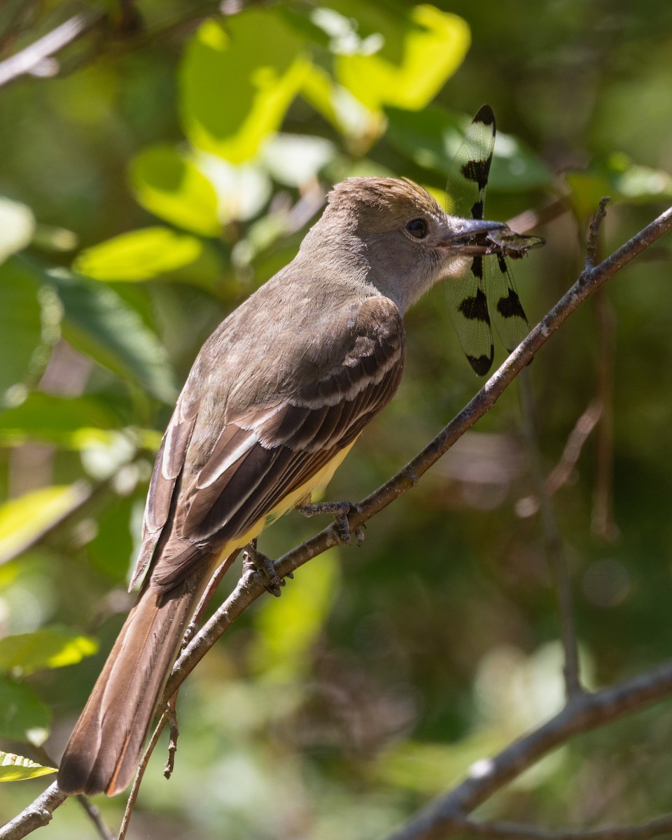 Great Crested Flycatcher - ML620610289