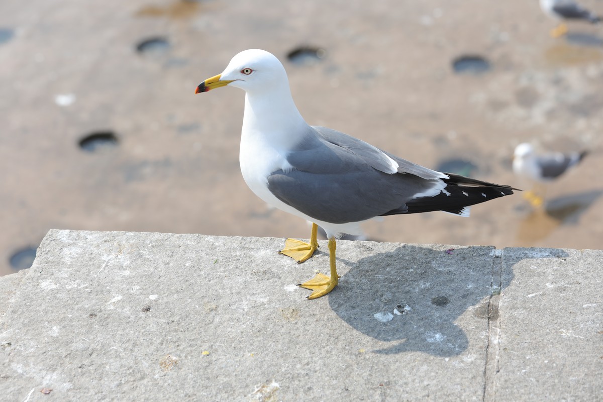 Black-tailed Gull - ML620610291