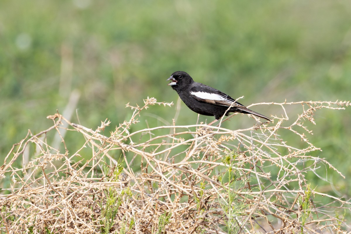 Lark Bunting - ML620610294