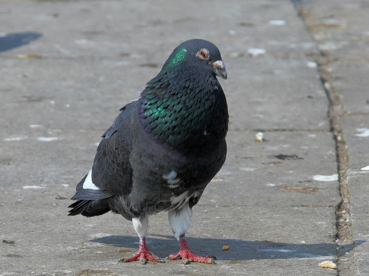 Pigeon biset (forme domestique) - ML620610296