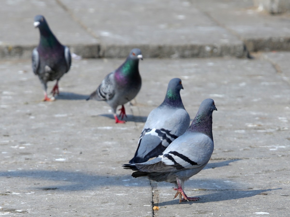 Rock Pigeon (Feral Pigeon) - ML620610297