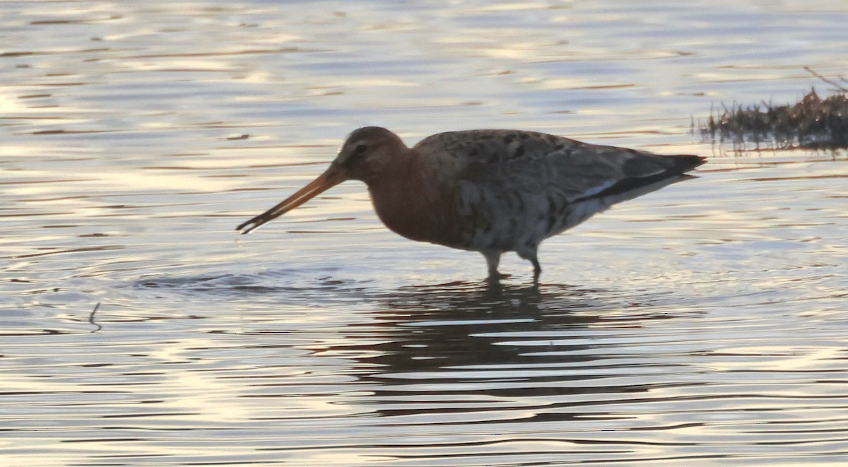 Black-tailed Godwit - ML620610298