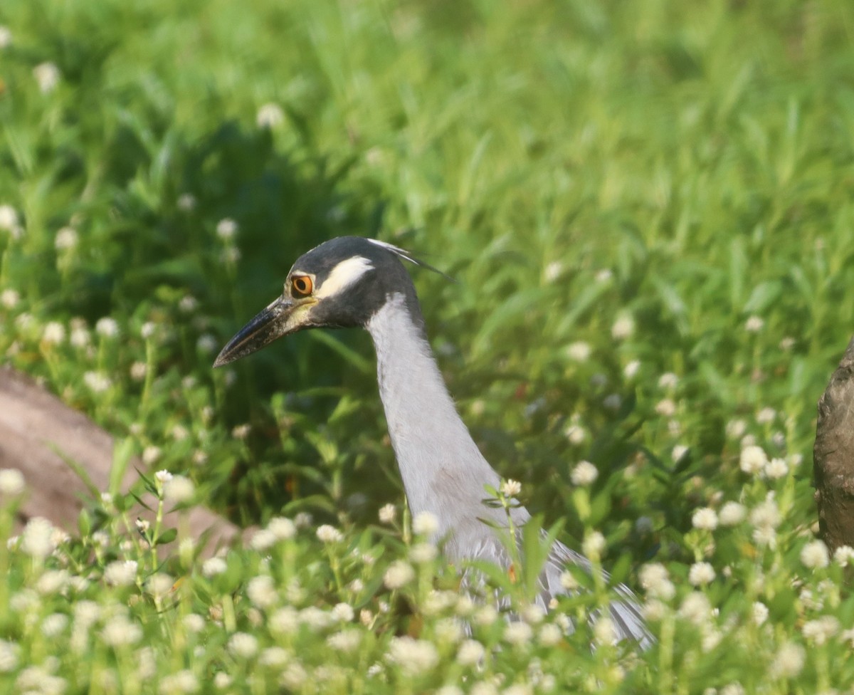 Yellow-crowned Night Heron - Christine Weisse