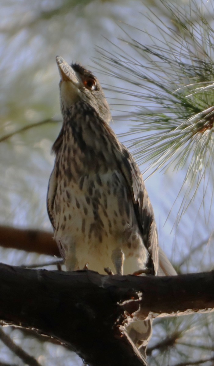 Yellow-crowned Night Heron - ML620610302