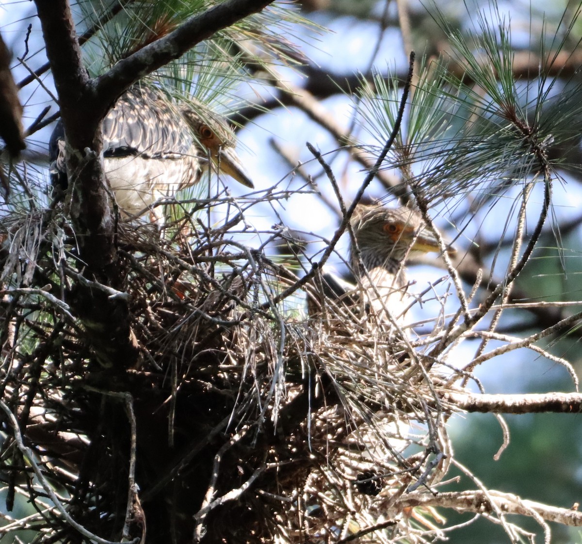 Yellow-crowned Night Heron - ML620610303