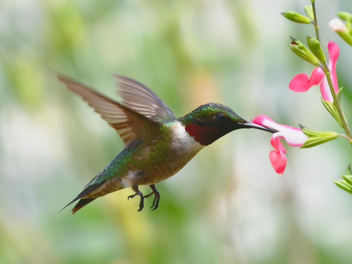 Colibri à gorge rubis - ML620610308