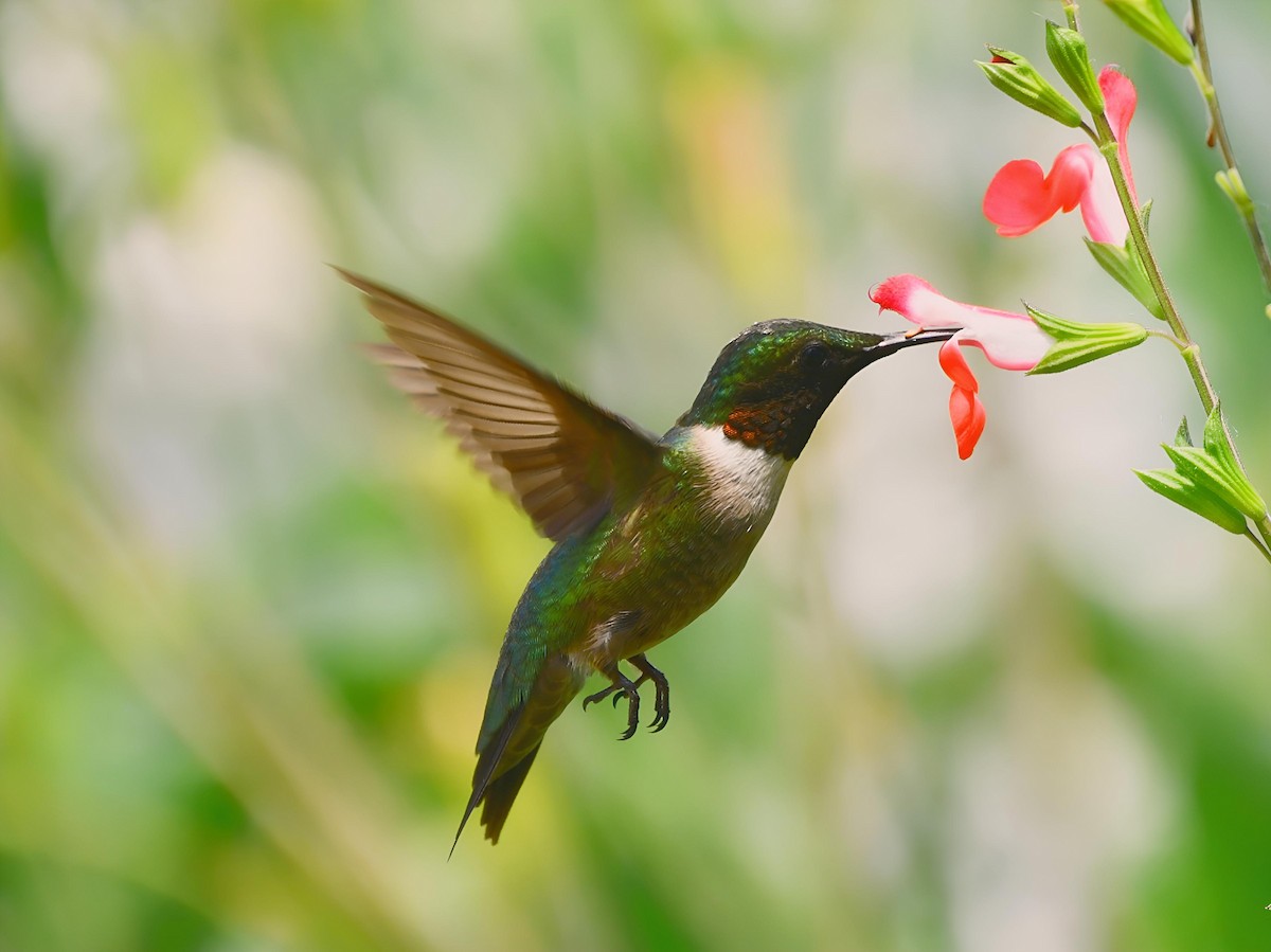 Colibri à gorge rubis - ML620610309