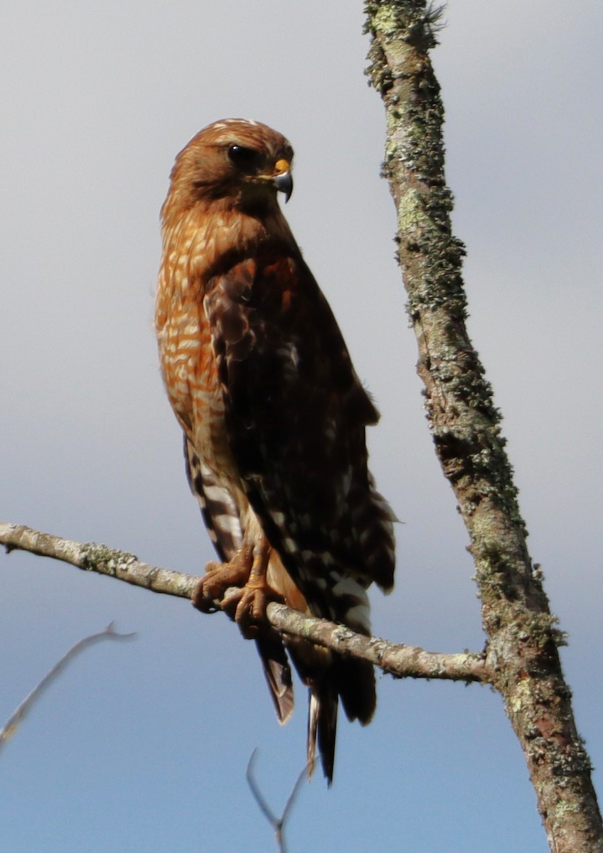 Red-shouldered Hawk - ML620610310