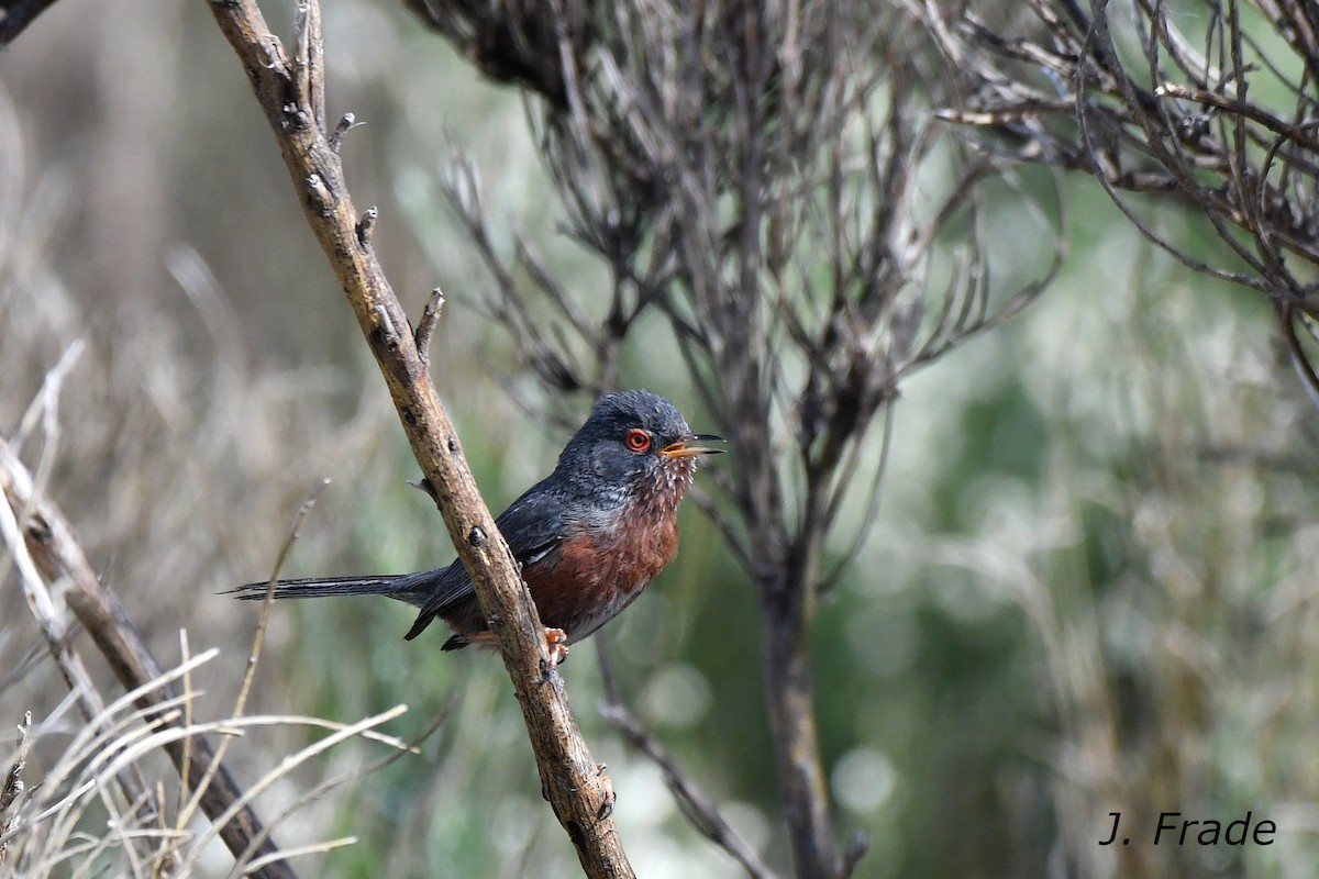 Dartford Warbler - ML620610312